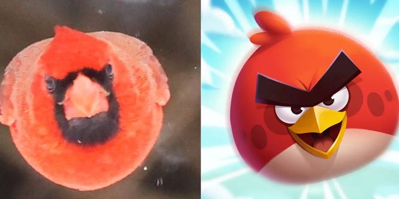 Begini Penampakan Potret "Angry Birds" di Dunia Nyata
